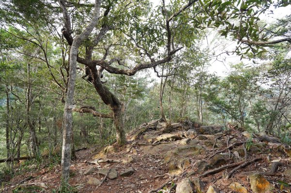 臺中 和平 阿冷山2645982