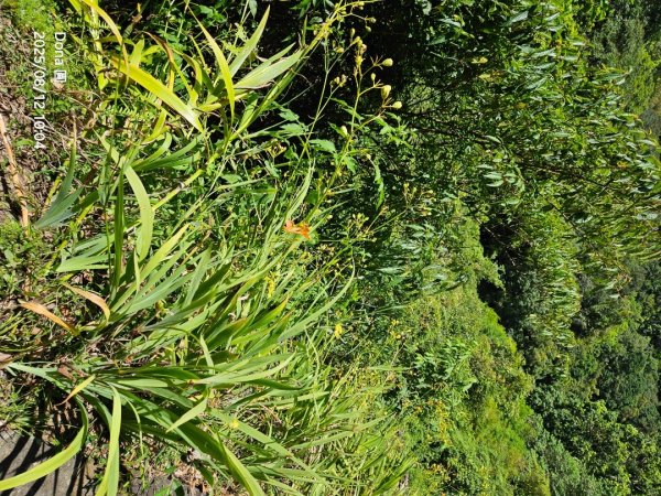 福山大羅蘭溪>古圳步道>黃金水岸2858973