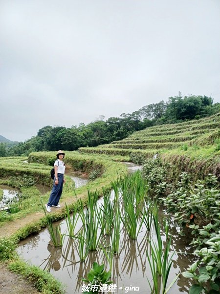 【新北石門】全台唯一火山岩石砌梯田。 嵩山百年梯田阡陌步道2823943