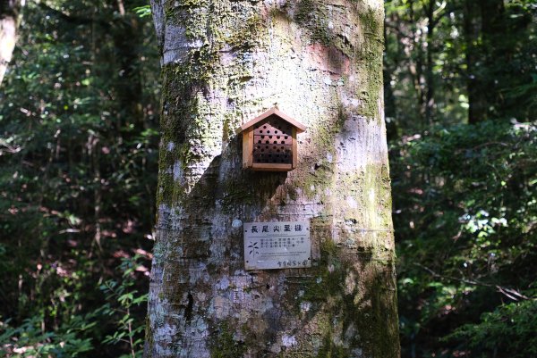 雪見大板根2924721