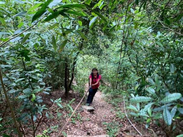 苗栗縣獅潭鄉鳴凰古道O型縱走2803675