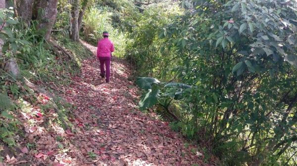 香水檸檬月眉山