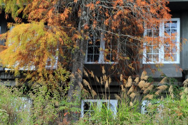 【南投~仁愛】清境農場賞銀杏落羽松楓紅1209051