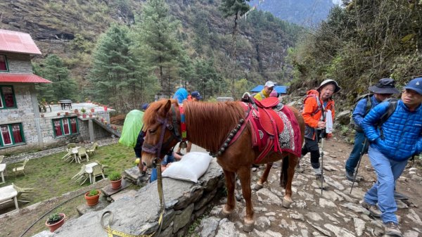 尼泊爾EBC馬牛螺羊動物寫真-山屋-協作-美食2789011