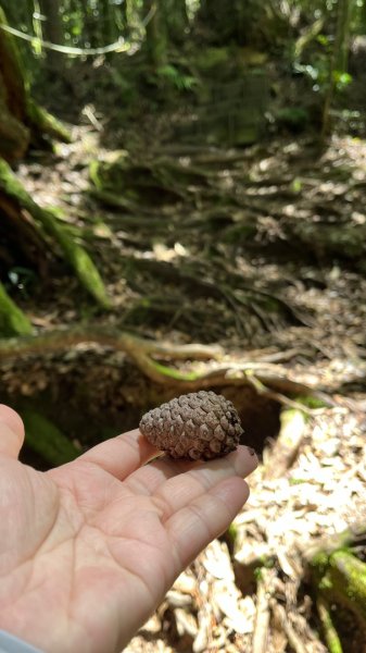 雪見大板根2877612