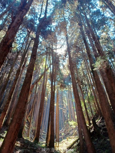 【嘉義阿里山鄉】遠離塵世走入山林芬多精。 特富野古道~自忠至特富野 (往返)2484554