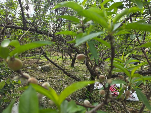 谷關七熊馬崙山2748813