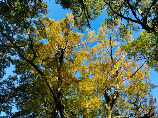 2021/11/6 北得拉曼好風光～山毛櫸-雲海-巨木1505156