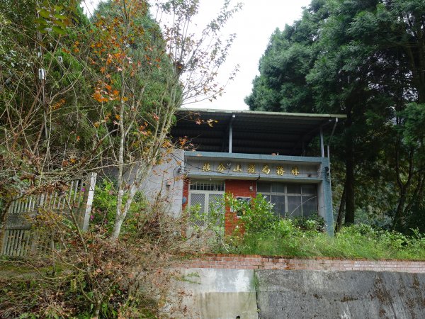 2021首登-走進油羅山迷霧柳杉林1223057