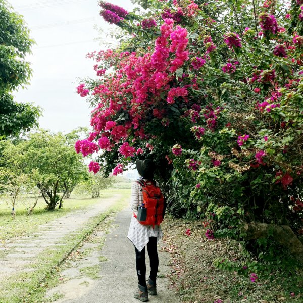 2023 臺北大縱走 8：捷運關渡站至華江雁鴨自然公園(上)2079577