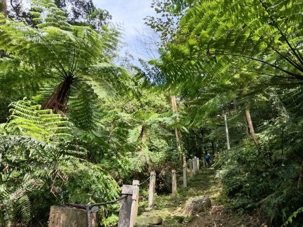 汐止區大尖山櫻花+秀峰瀑布O型3009382