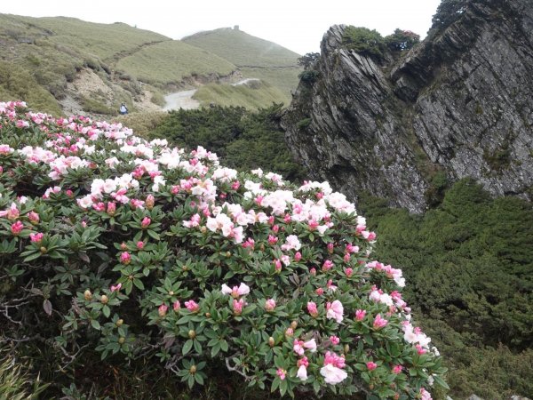 合歡山五座百岳賞杜鵑花587113