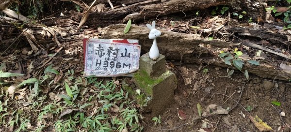 關西赤柯山+赤柯山南峰+東獅頭山+西獅頭山 O型-2026/08/113102698