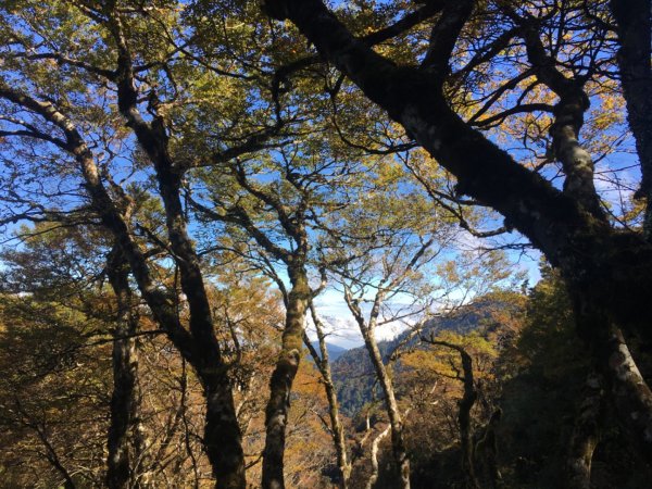 太平山台灣山毛櫸步道、魔幻森林、翠峰湖、望洋山2336512