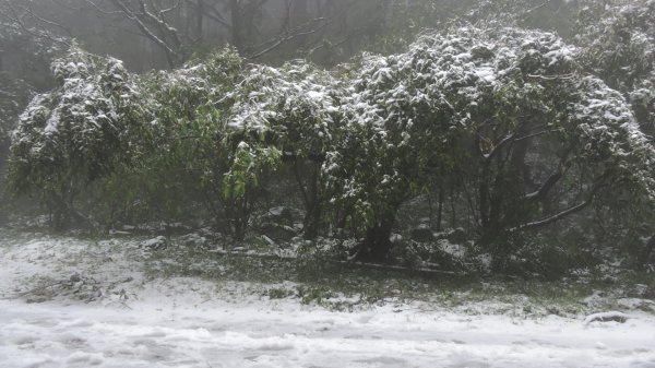 台北後花園下雪了 ！1232079