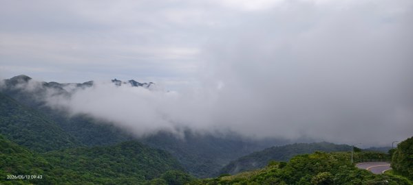 雲山水花鳥蝶-天龍國阿伯的日常 #台灣野百合 #石牆蝶 #遷粉蝶(淡黃蝶） #台灣粉蝶3054087
