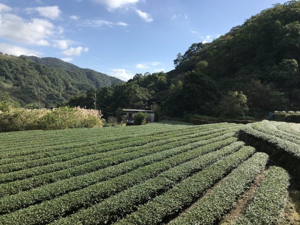 2021.12.11 大舌湖山O型( 漁光國小 漁光派出所 大舌湖步道 粗石斛吊橋)1550768