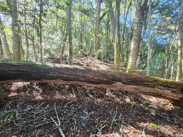 20241124布奴加里山2679123