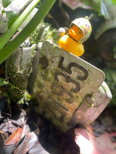 烏來阿玉溪山/西坑林道/探勘派出護管所彈藥庫遺址至獅坑橋2582026