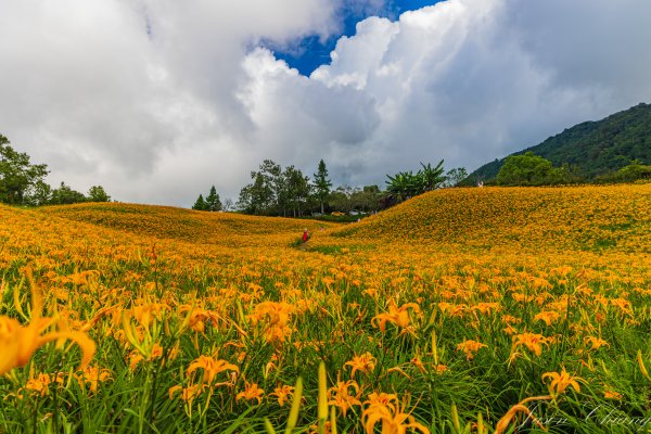 [花蓮]赤科山金針花季2591942