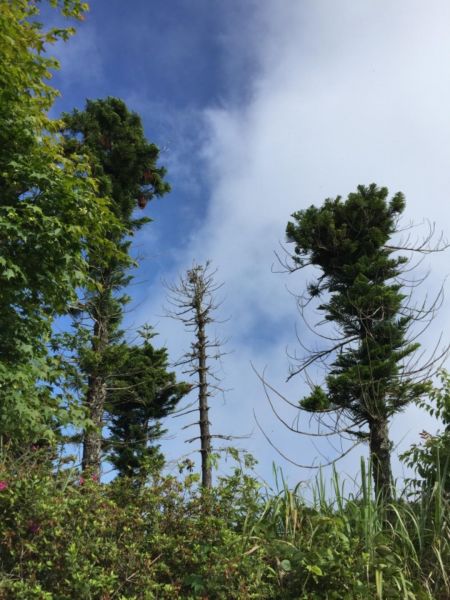 馬那邦山珠湖登山口來回332371