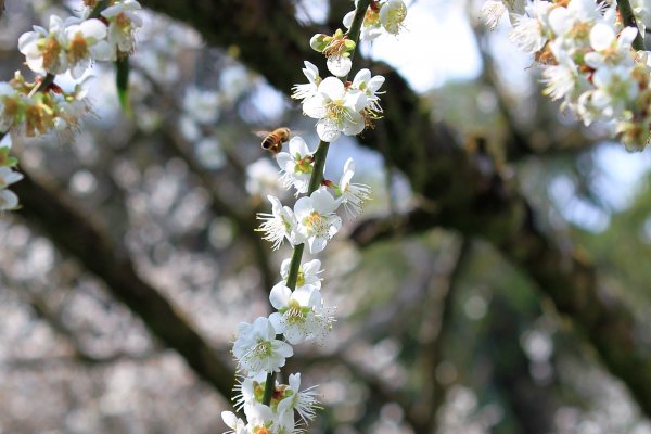 【南投~信義 】  烏松崙賞梅1254484