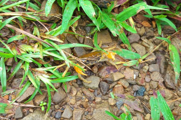 淡蘭古道中路之中坑、崩山坑古道O型685803