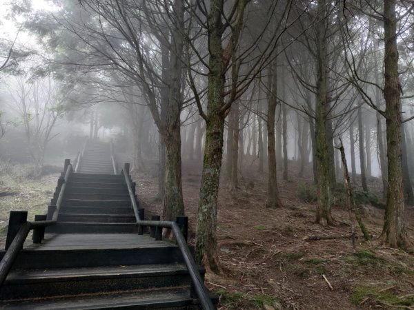 【新竹縣五峰鄉】雲霧步道2833755