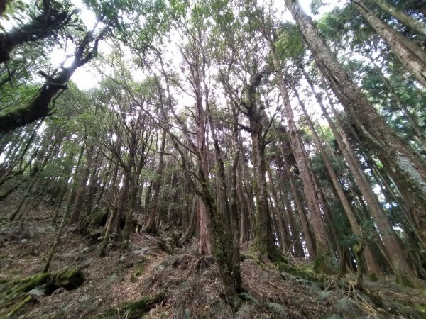 嘉義 阿里山 兒玉山、東水山、北霞山1486767