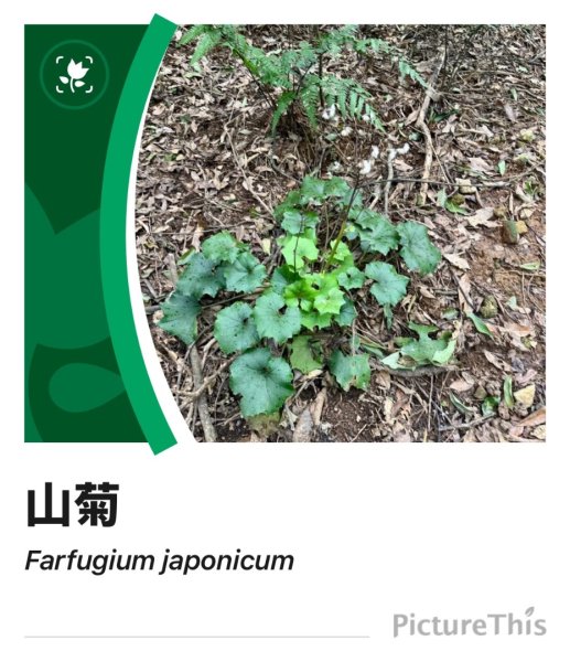 登峰古圳訪高頂山 北五指山 出荷蘭古道 快閃聖人瀑布2982007