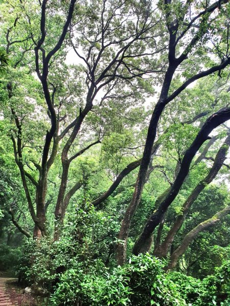 新竹六寮古道，七星神木，鳳崎落日步道，香山濕地賞蟹步道，十八尖山，竹塹城迎曦門，竹北豆腐岩1680886