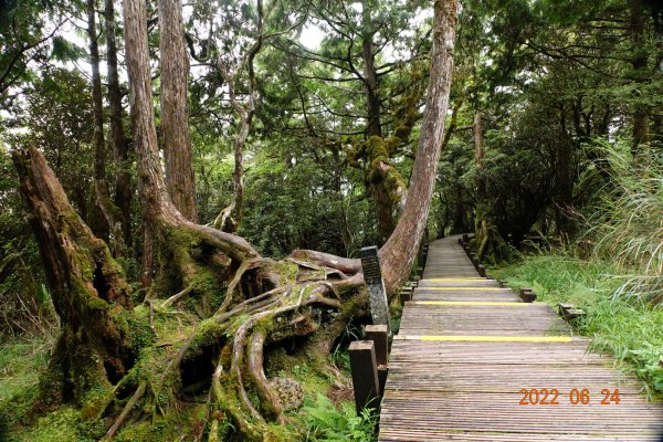 宜蘭 大同 太平山森林遊樂區 檜木原始林步道1743690