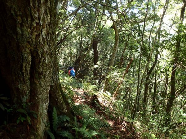 桃園復興區 低陸山 (鐵立庫山)157440