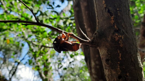 《台中》心靈雞湯｜大肚萬里長城登山步道O繞202507052827433