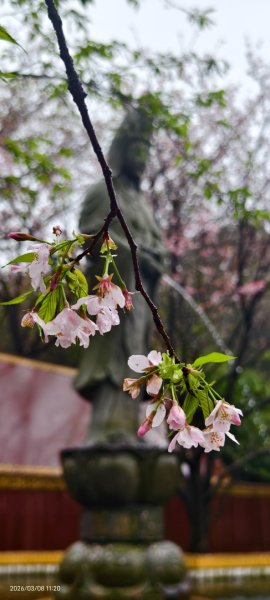 #中山樓 #陽明公園 #十八份 #吉野櫻 #墨染櫻（花葉同開） #山海觀馬場 #黃花風鈴木3011415