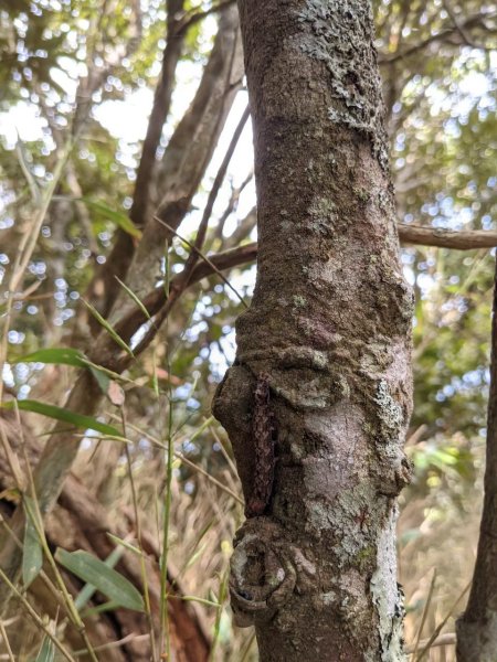 中級山-高島縱走2888424