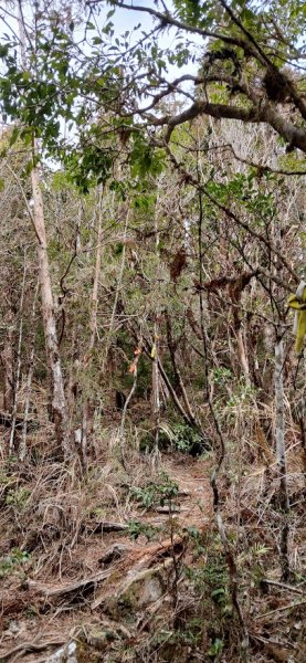 2025 3/1 三星山2723852