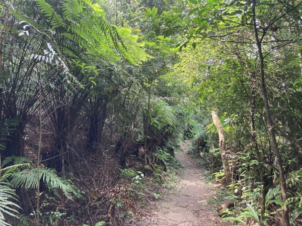 2022.07.31 【臺北大縱走第四段】大湖公園-風櫃嘴：圓覺寺瀑布、白石湖吊橋、碧山、梅花山1799373