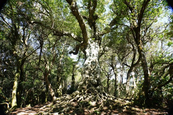 新竹 尖石 內鳥嘴山2899180