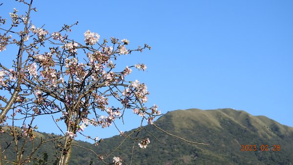 追花是簡單的快樂，賞花是恬淡的幸福。2/282045057
