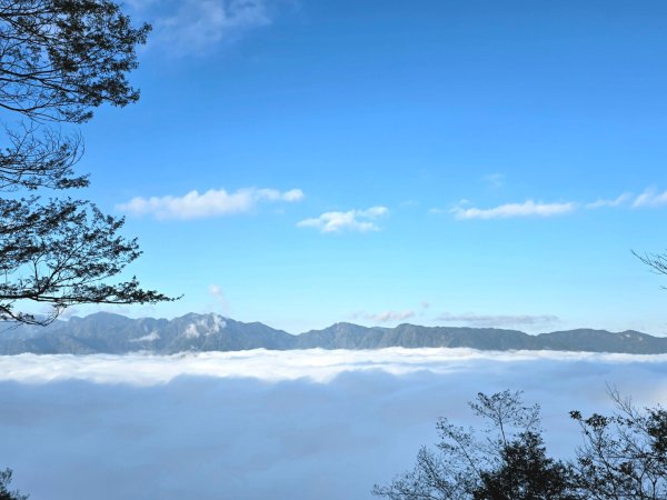 郡大林道19k之郡大神木群二刷～雲海滿出來～2451855