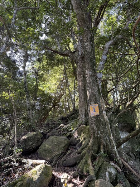 加里山O繞20250713(大坪登山口-杜鵑嶺-加里山-避難小屋-大坪登山口)2836894