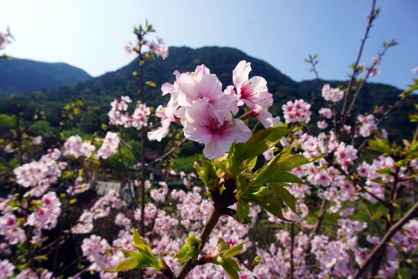 桃花源、三生的浪漫1642291