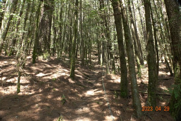 南投 仁愛 武法奈尾山2133725