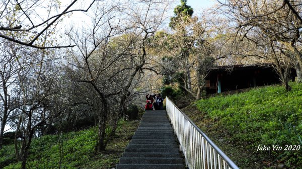 石門水庫梅景美景799254