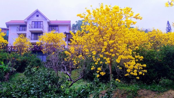 大佛前的黃色風鈴花882523