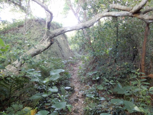 燕溪古道+金面山步道+圓明寺步道O型1030852