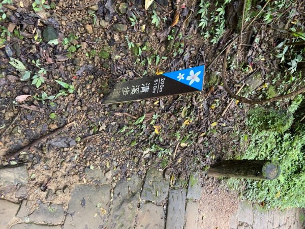 土城天上山O路線桐花季917190