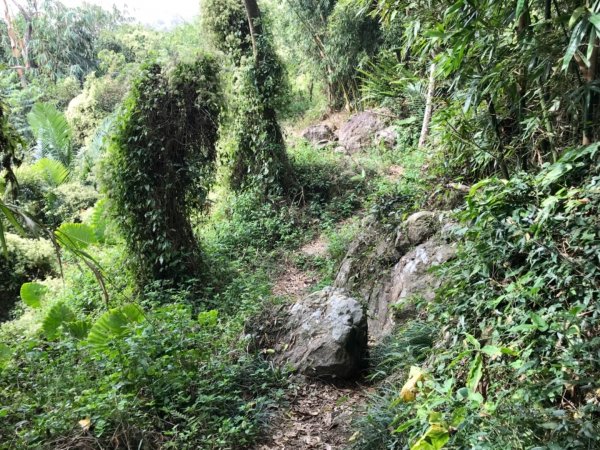 烏山步道走刣牛湖山468619