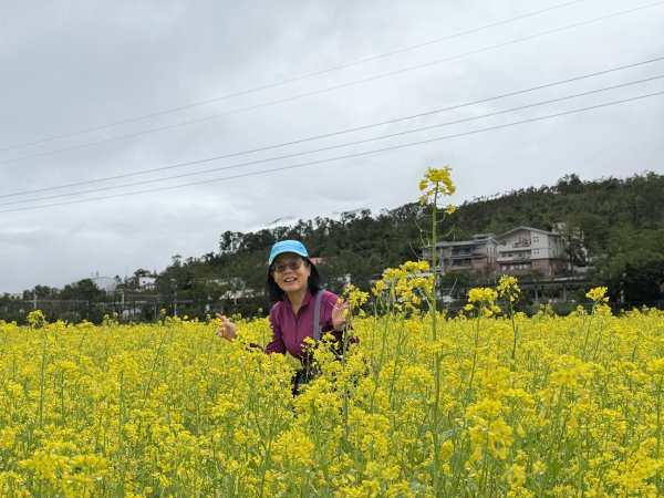 富里油菜花2704821
